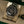 Rolex 116500LN