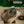 Rolex Watch Day-Date 40 228239 - White Gold Olive Green Roman - Full Set - 2023
