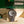 Rolex Daytona 116519LN - Ghost Dial - Full Set (2020)