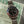 Rolex GMT-Master II 16710 - Pepsi Bezel - With Papers (2001)
