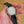 Tornek-Rayville Watch TR-660 - Black Dial - Full Set - 2024